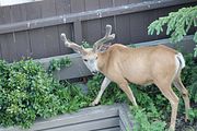 196 - Banff,Lake Louise,Morraine Lake  - IMG_0856